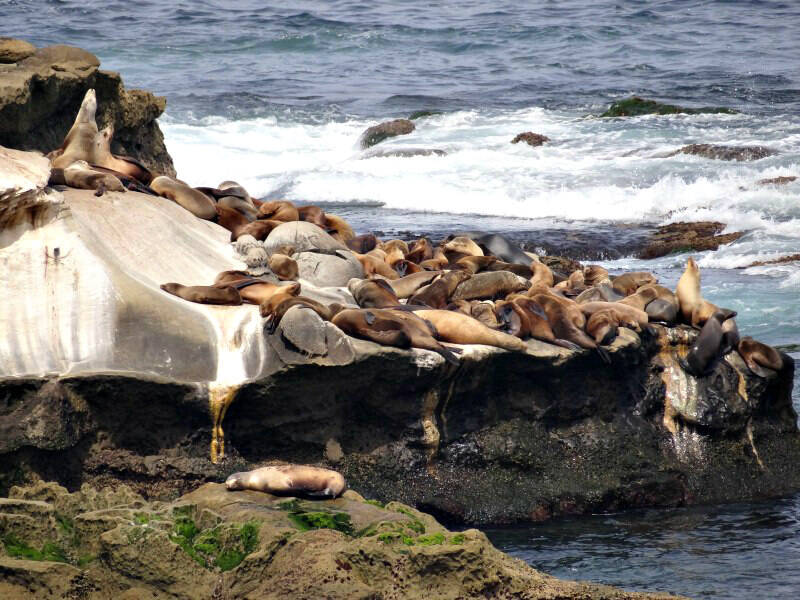Sea_Lions_at_La_Jolla_Cove.jpg