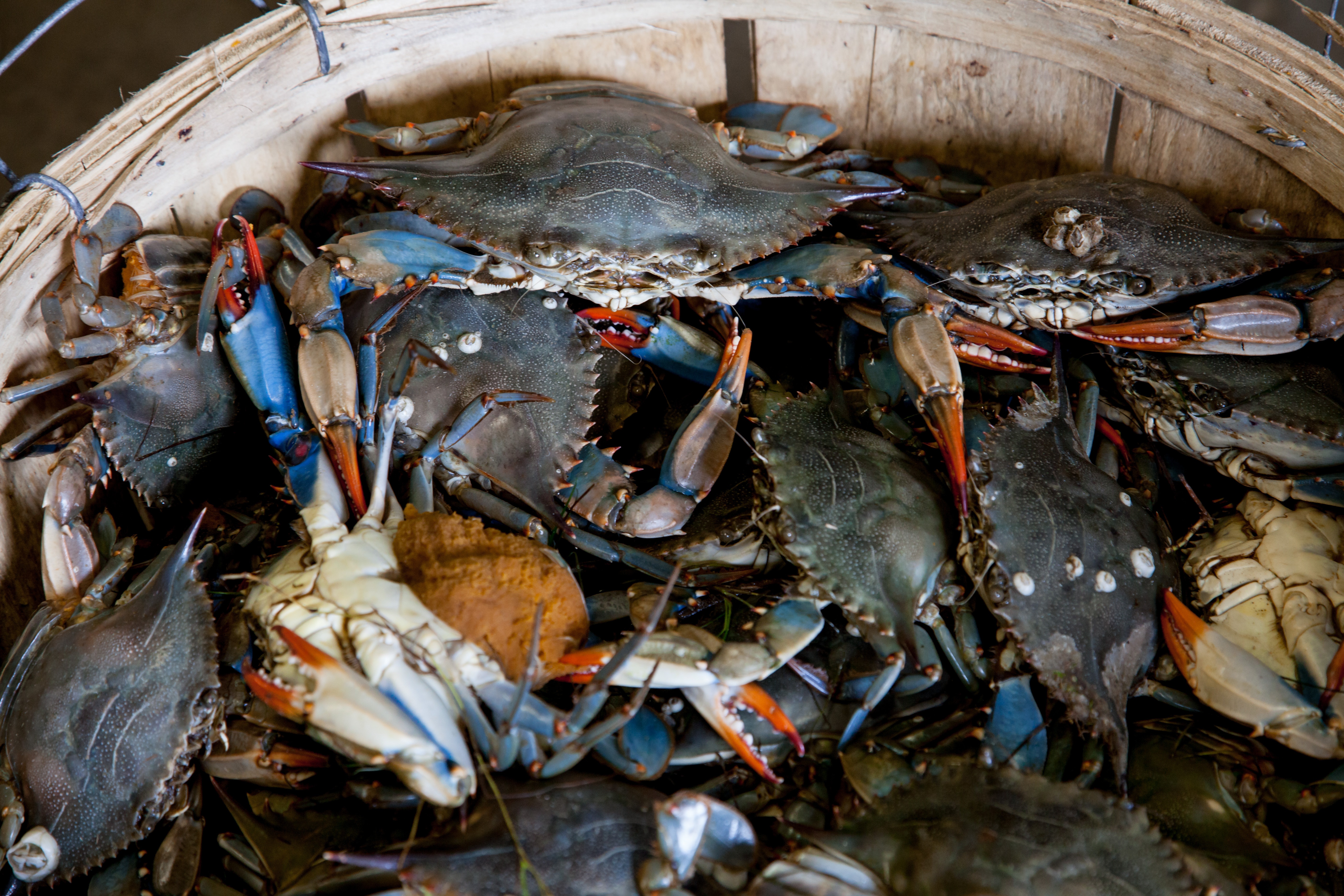 alive-blue-crabs-bucket-2252617.jpg