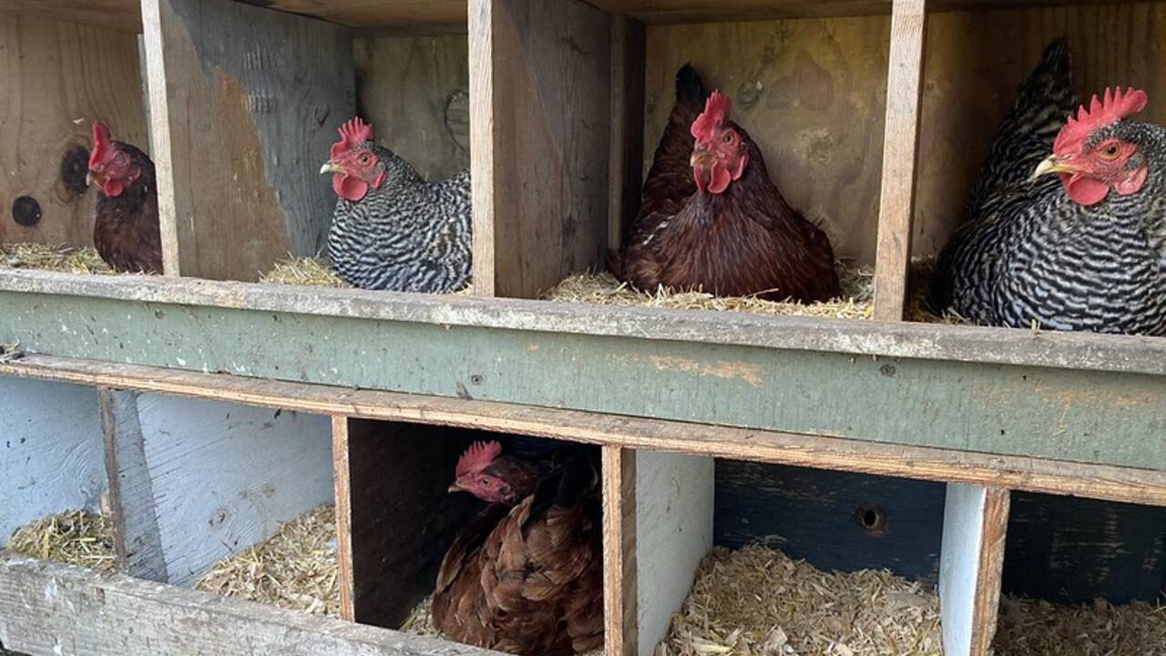 5_hens_laying.jpg