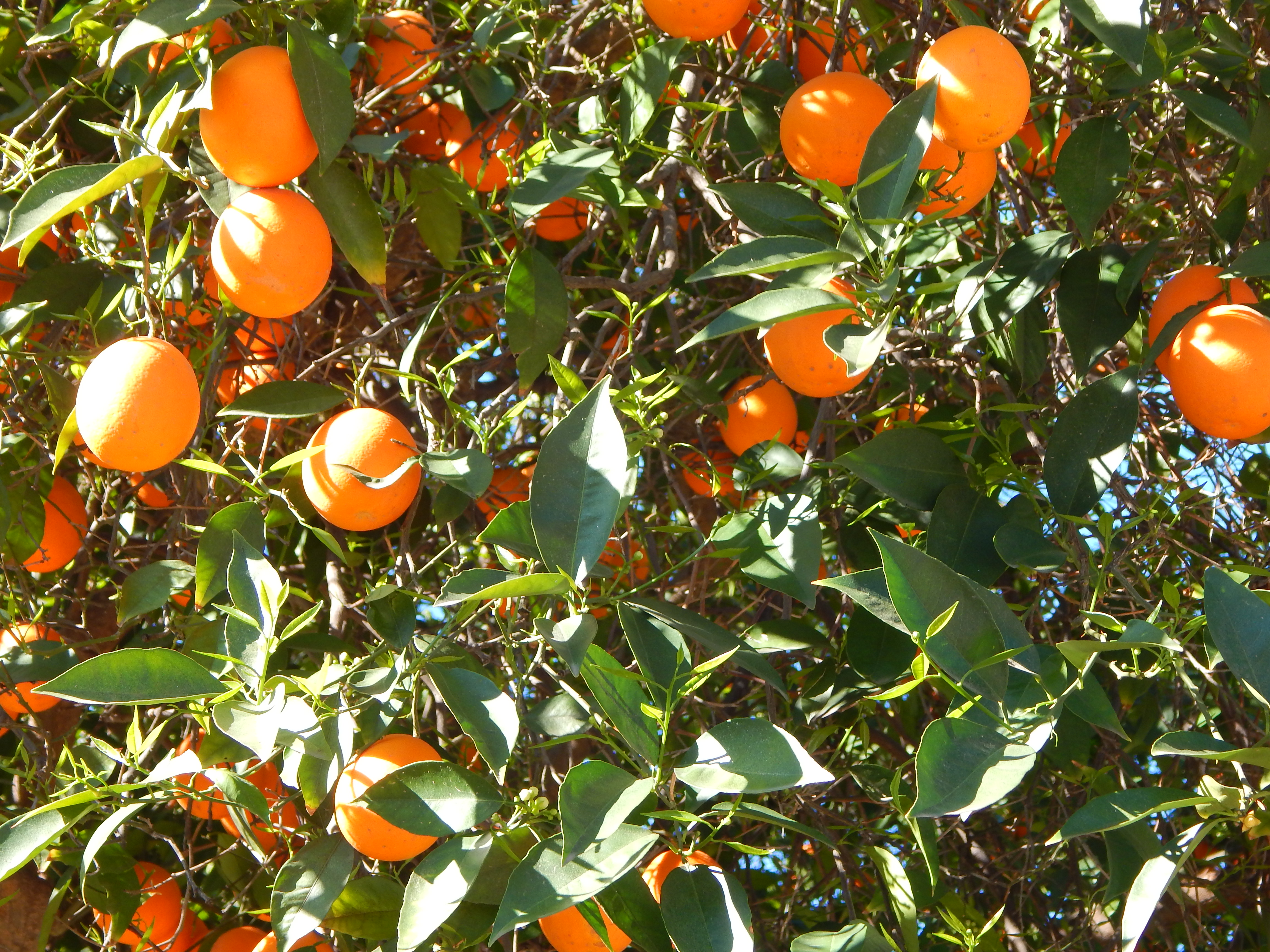 Citrus Season in Arizona