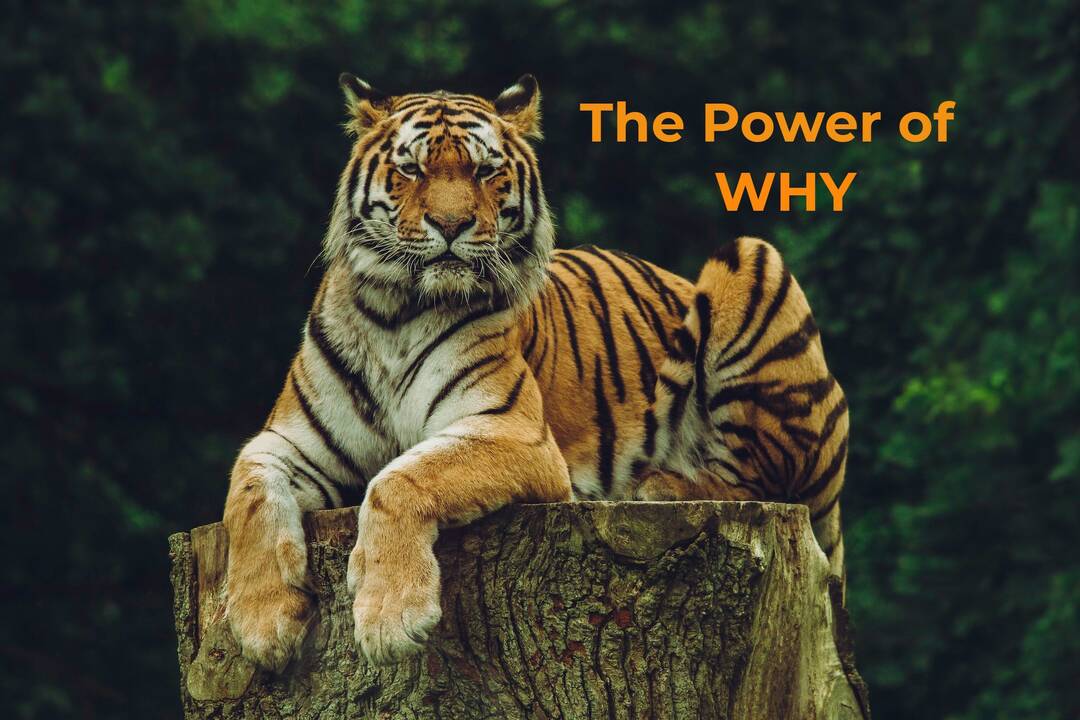 THE_POWER_OF_WHY.jpg