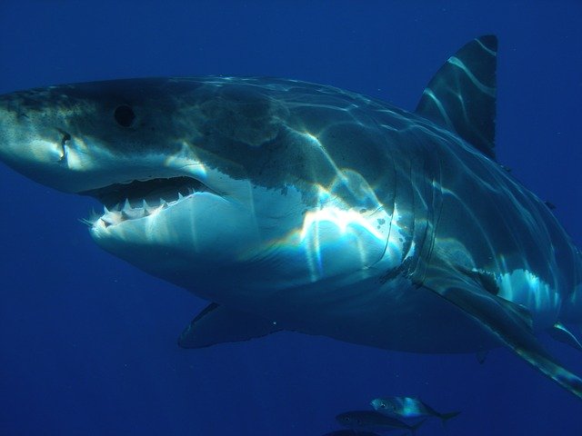 great-white-shark-398276_640.jpg