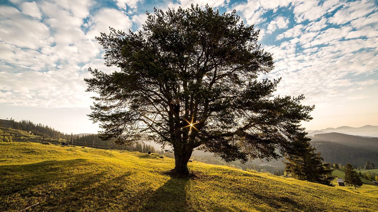 dawn-nature-tree-romania-56875.jpg