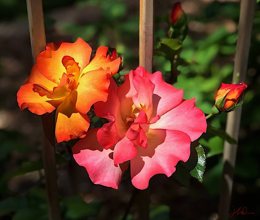 fresh_spring_bloomers.jpeg