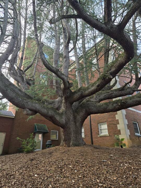 Tree_at_Demorest_GA_Piedmont_College_campus.jpg
