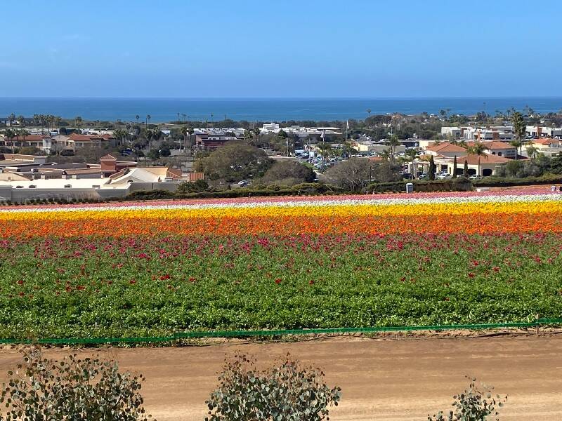 Flower_Fields_March_4_2025.jpg