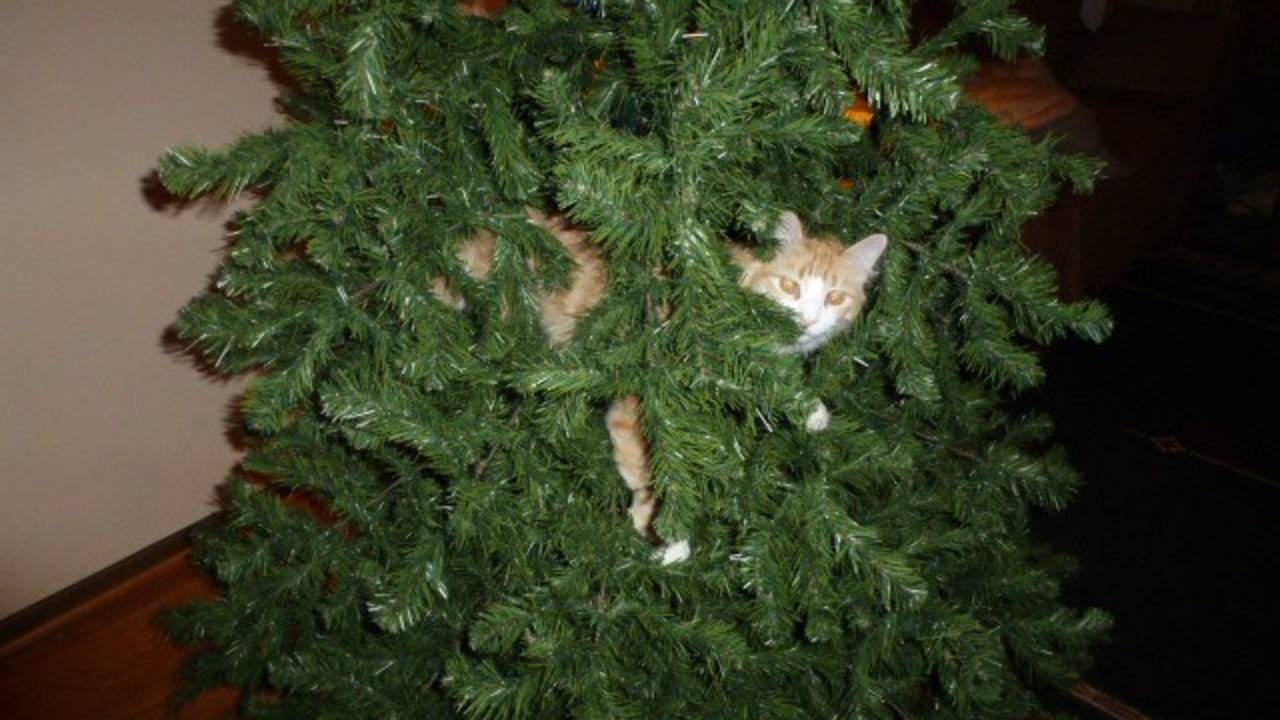 Christmas Tree DecoratingNo Garland, Just More Cats