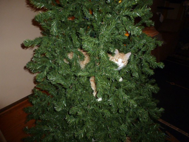 Christmas Tree Decorating-No Garland, Just More Cats