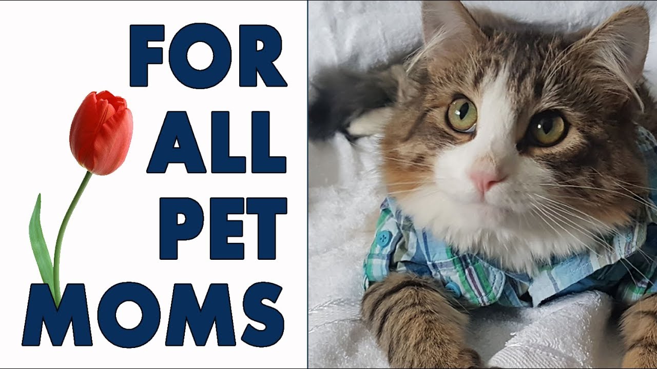 Happy Mother's Day To All The Pet Moms Happy Mother's Day To All The Pet Moms