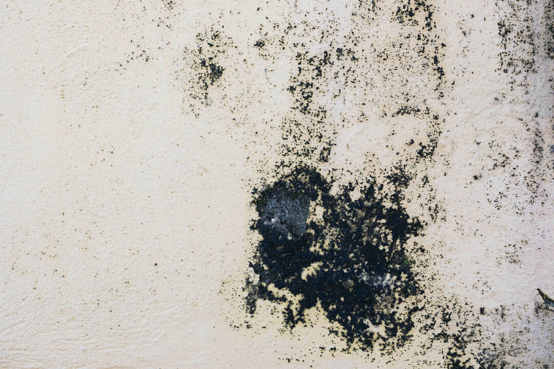 Identifying_Hidden_Fungal_Issues_When_Touring_a_Potential_New_Home.jpg