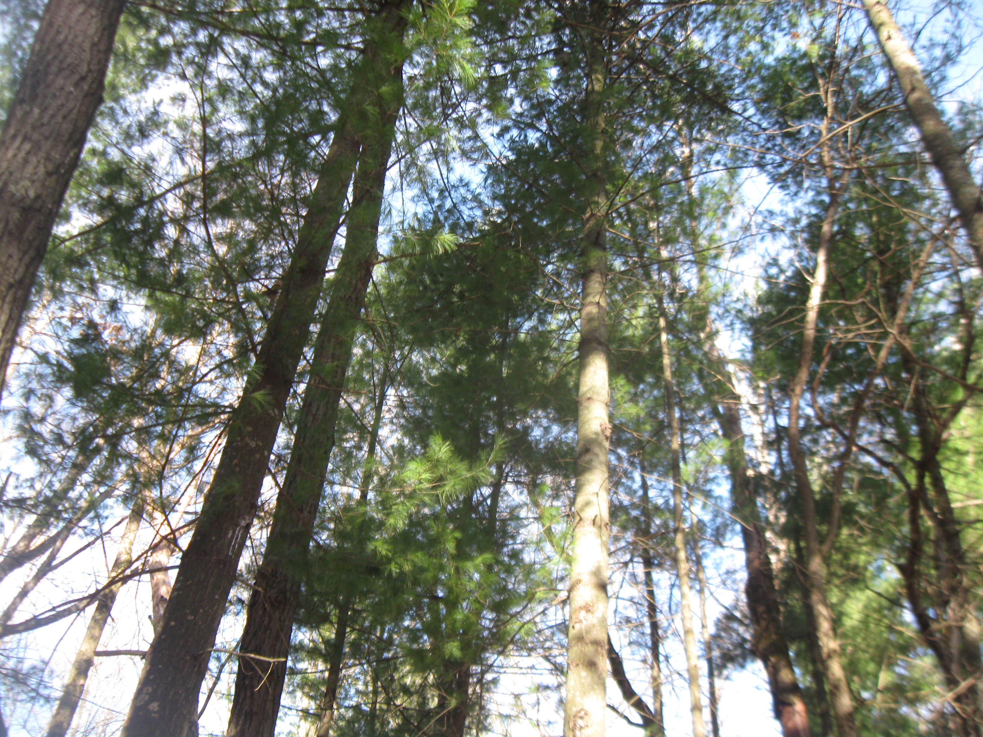 HUNTING & TIMBER LAND WANTED! WINNEBAGO COUNTY FOREST