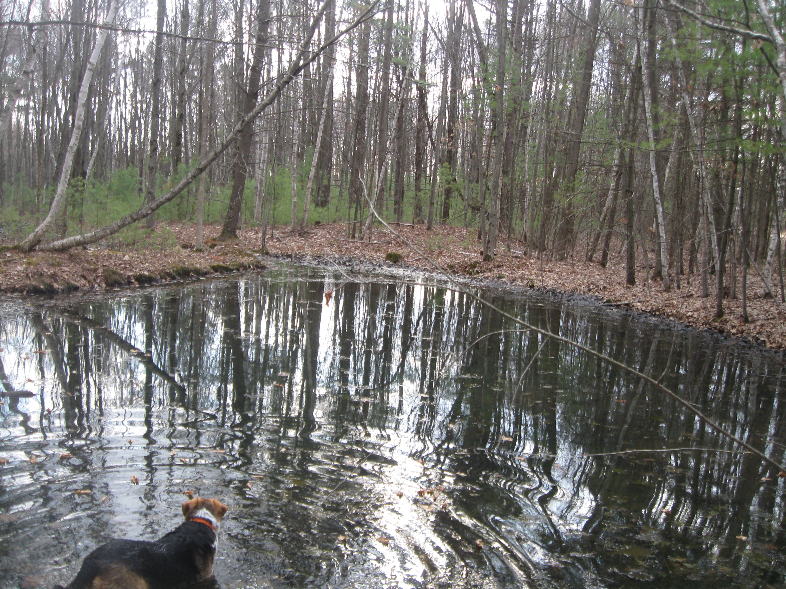 The Woodland Report Kewaunee County; Hunting, Timber,