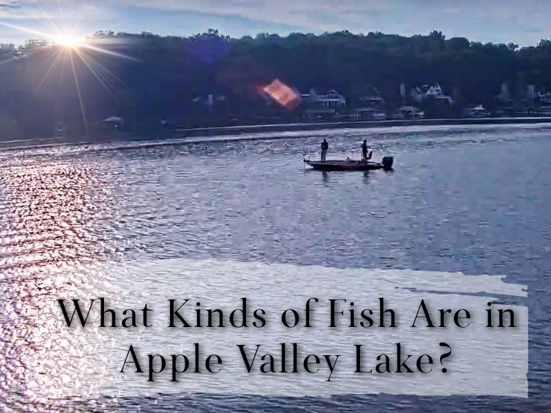 What Kinds of Fish Are in Apple Valley Lake OH?