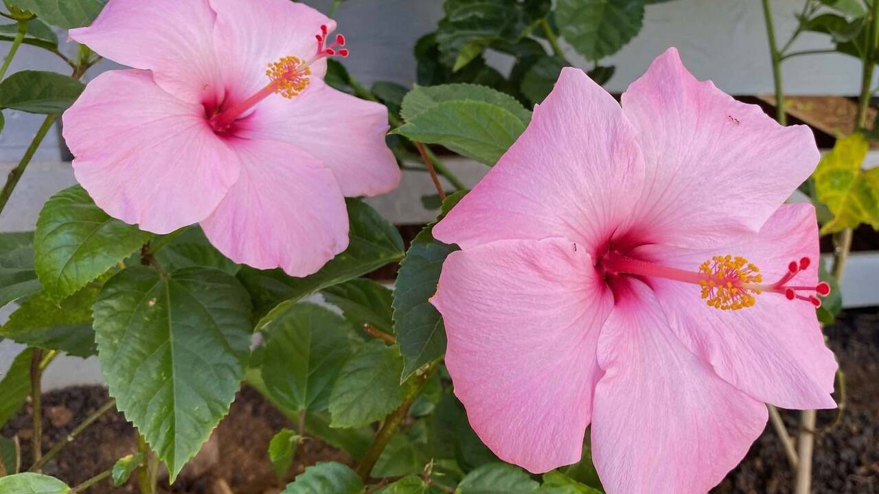 2_pink_hibiscus.jpg