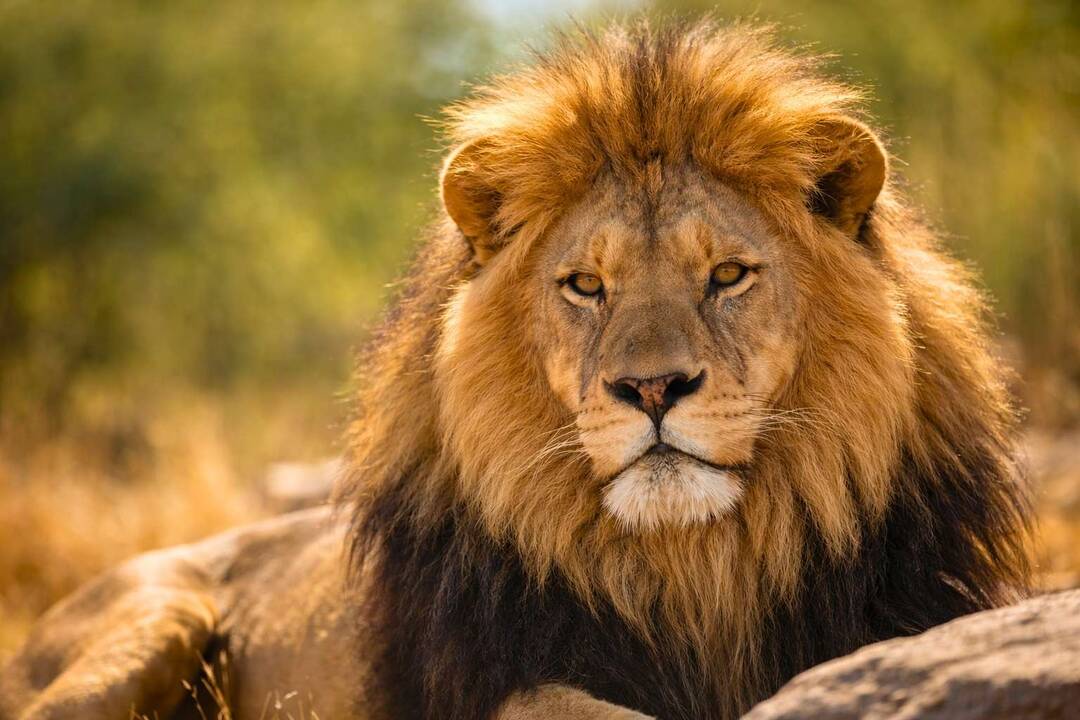 african-lion-close-up-phoenix-zoo.jpg