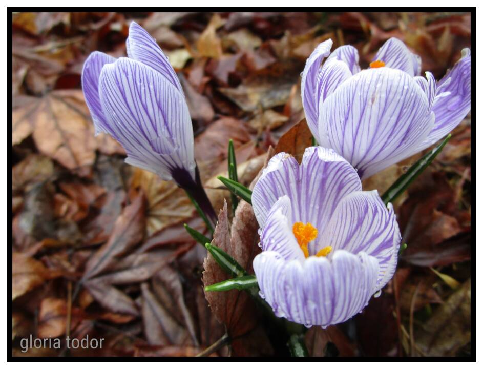 crocus_5.jpg