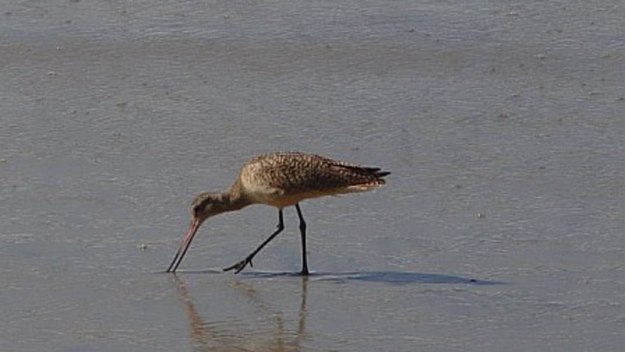 Encinitas_whimbrel_on_the_beach.jpg