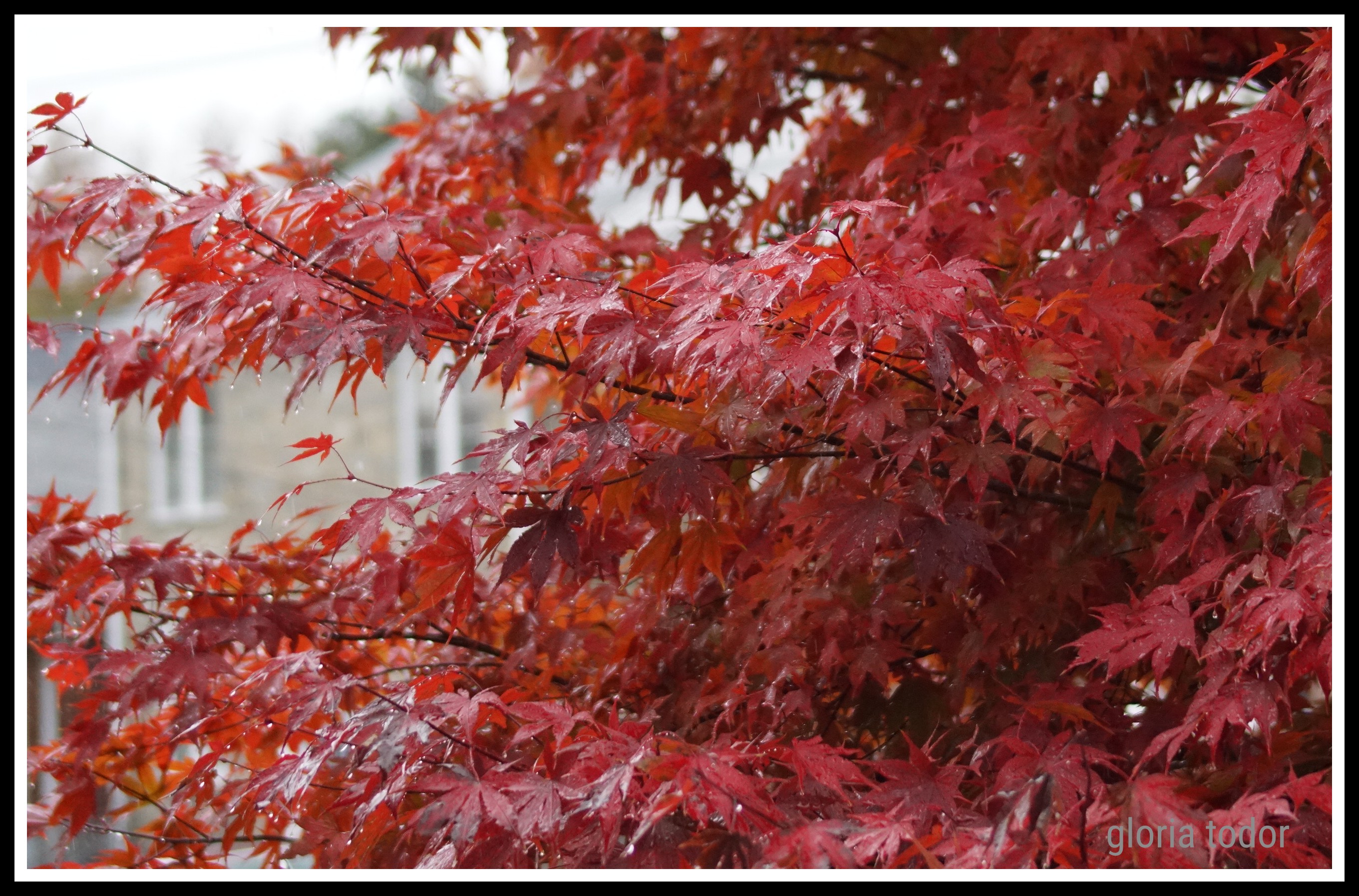 maple_in_autumn.jpg