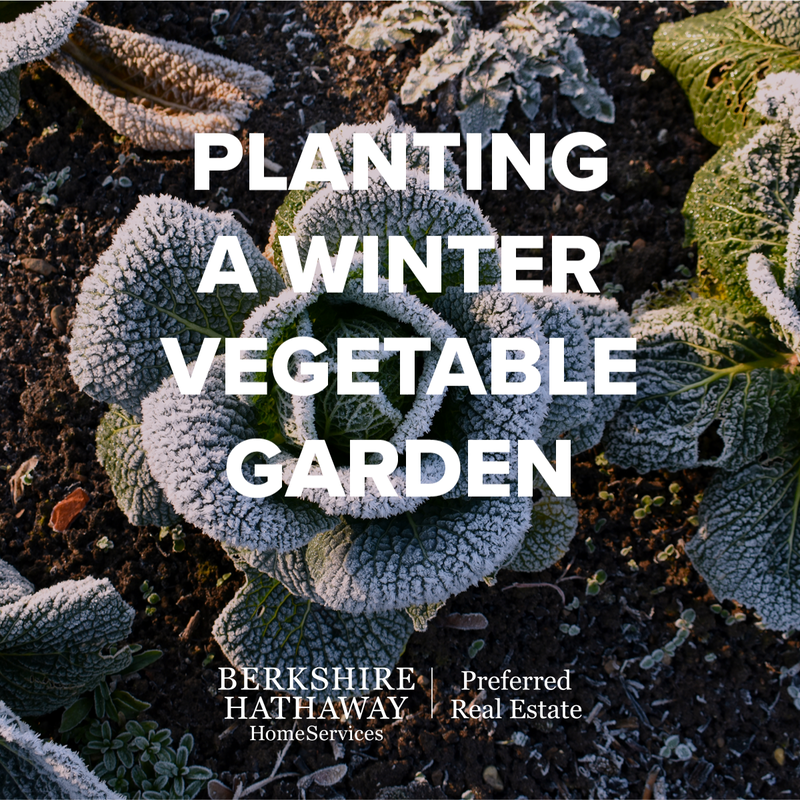 Planting Winter Garden Vegetables