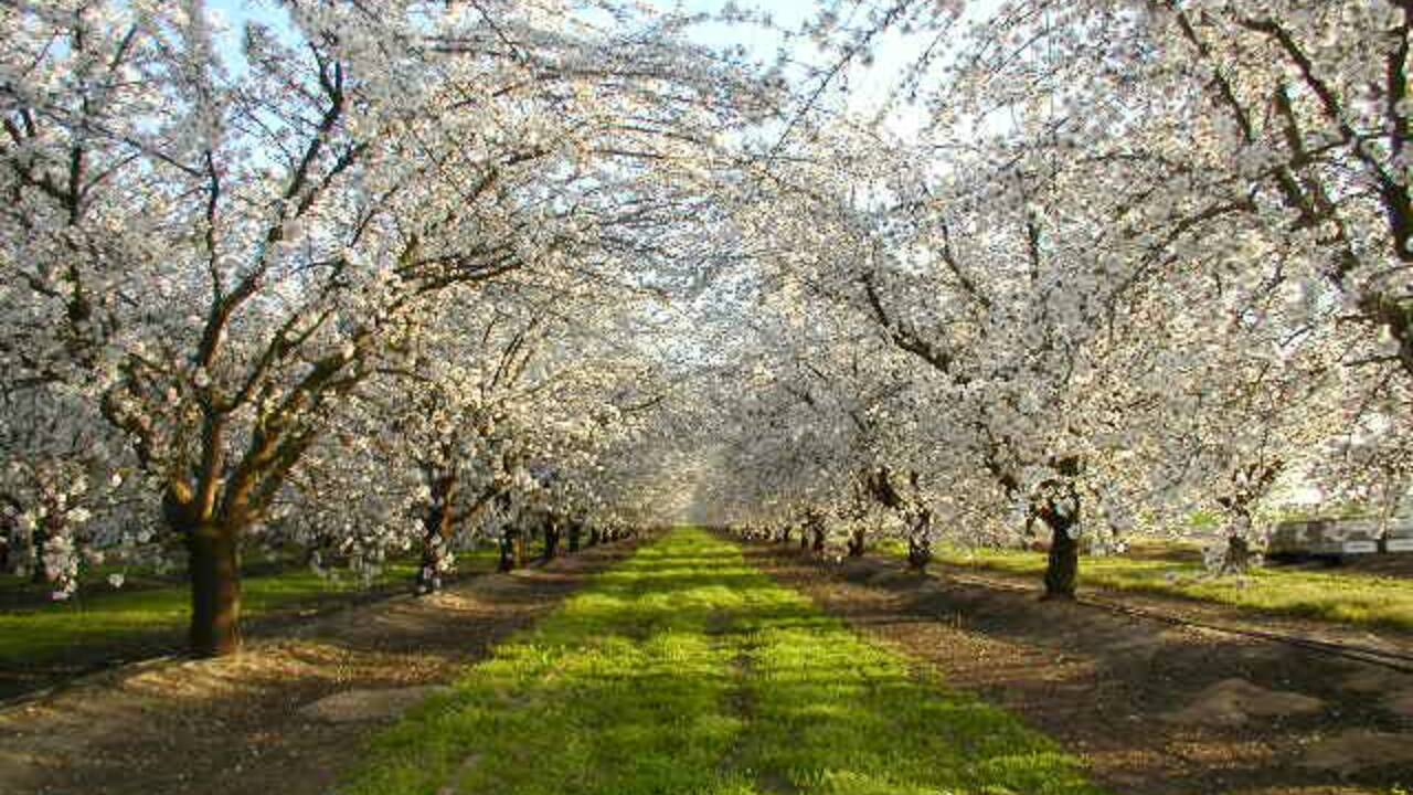 Almond_Orchard_2.jpg