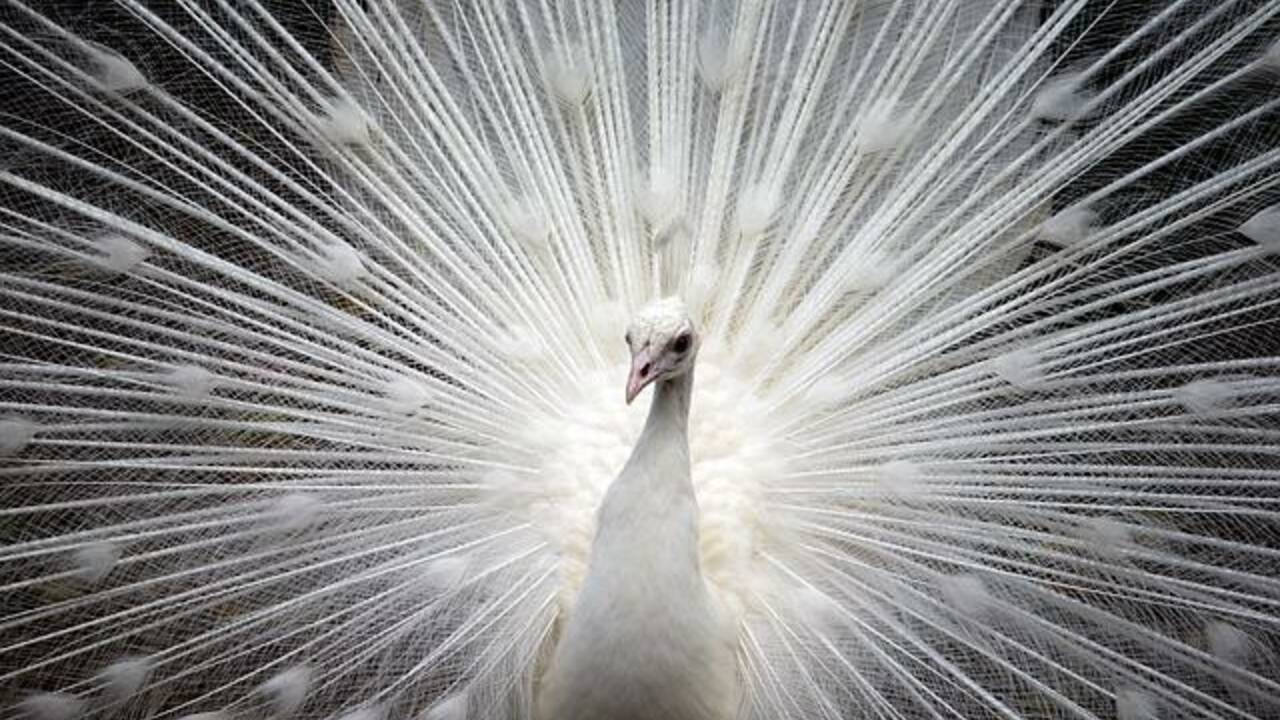 peacock-g0345509c4_640.jpg