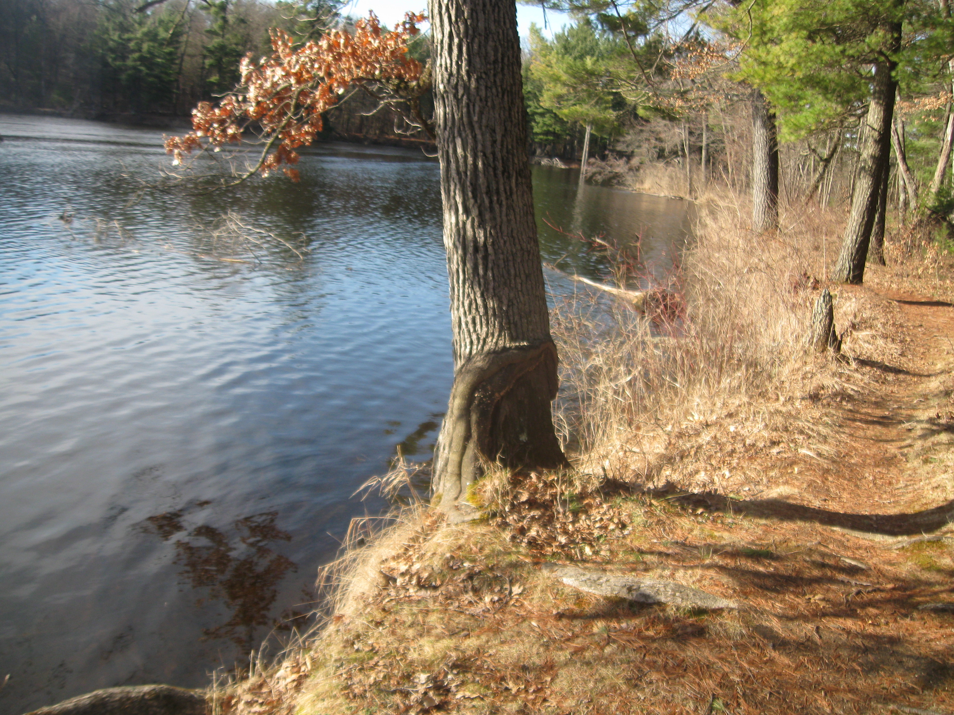WANTED! CALUMET COUNTY FOREST LAND
