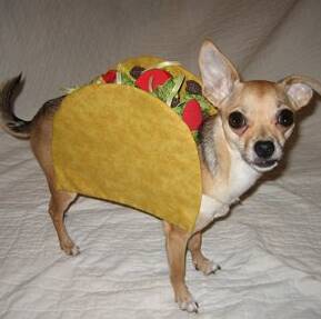 Cinco_de_mayo_dog.png
