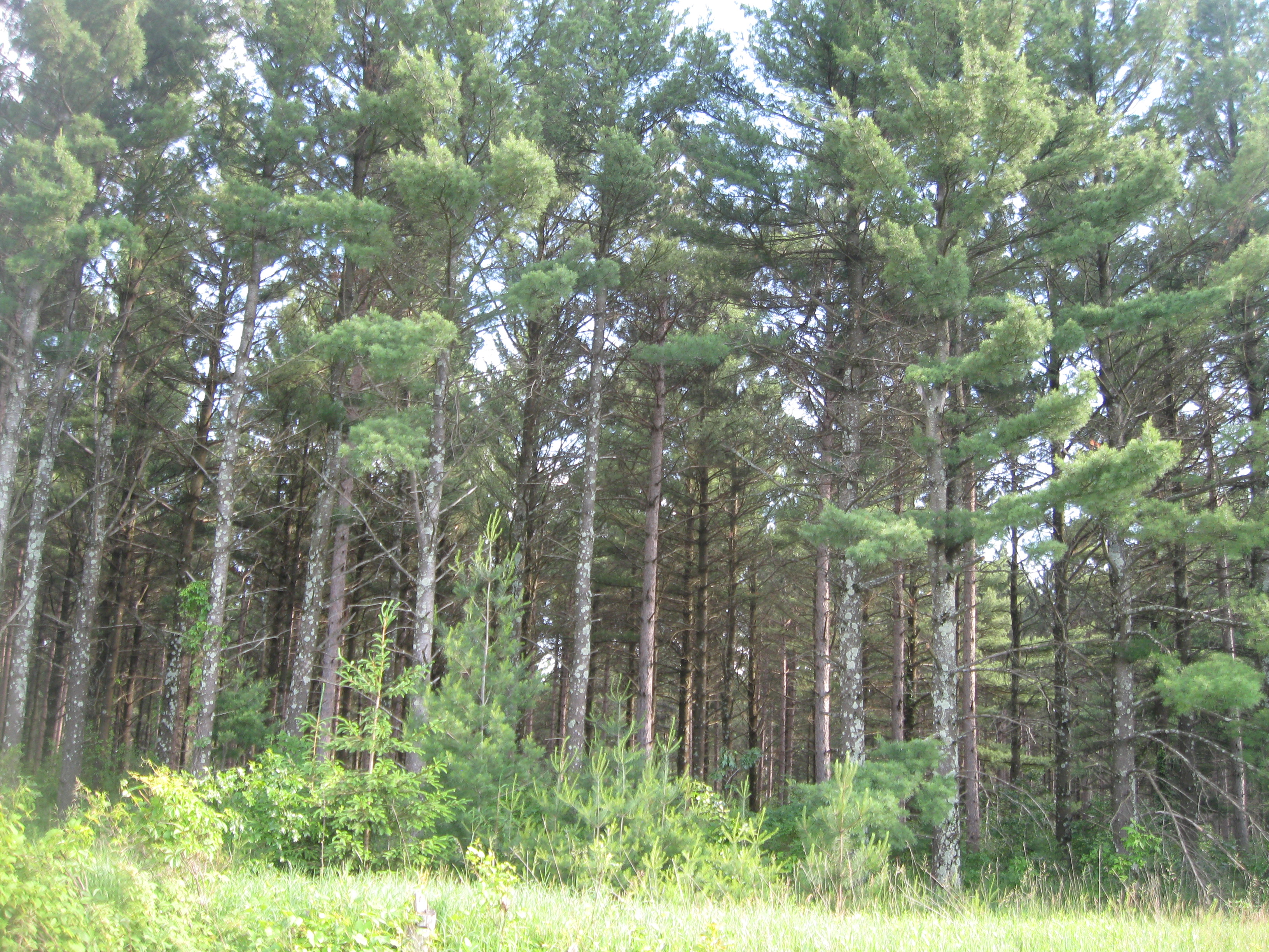 WANTED! SHAWANO COUNTY FOREST LAND