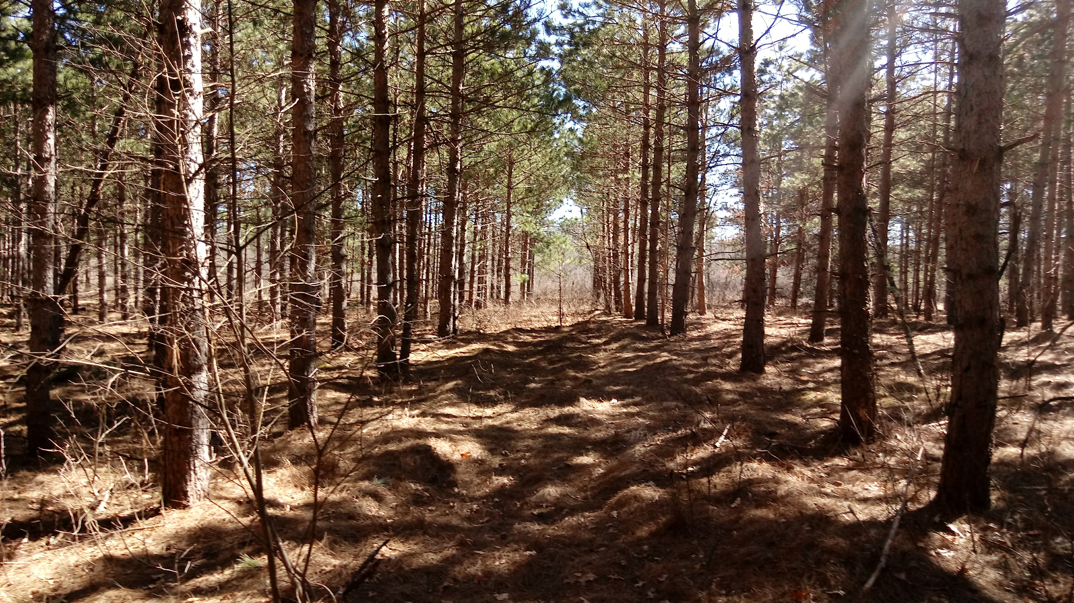 HUNTING & TIMBER LAND WANTED, ADAMS COUNTY FOREST LAND