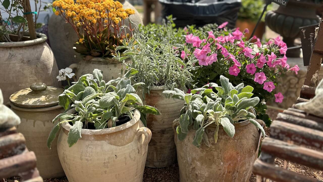 Pots.png