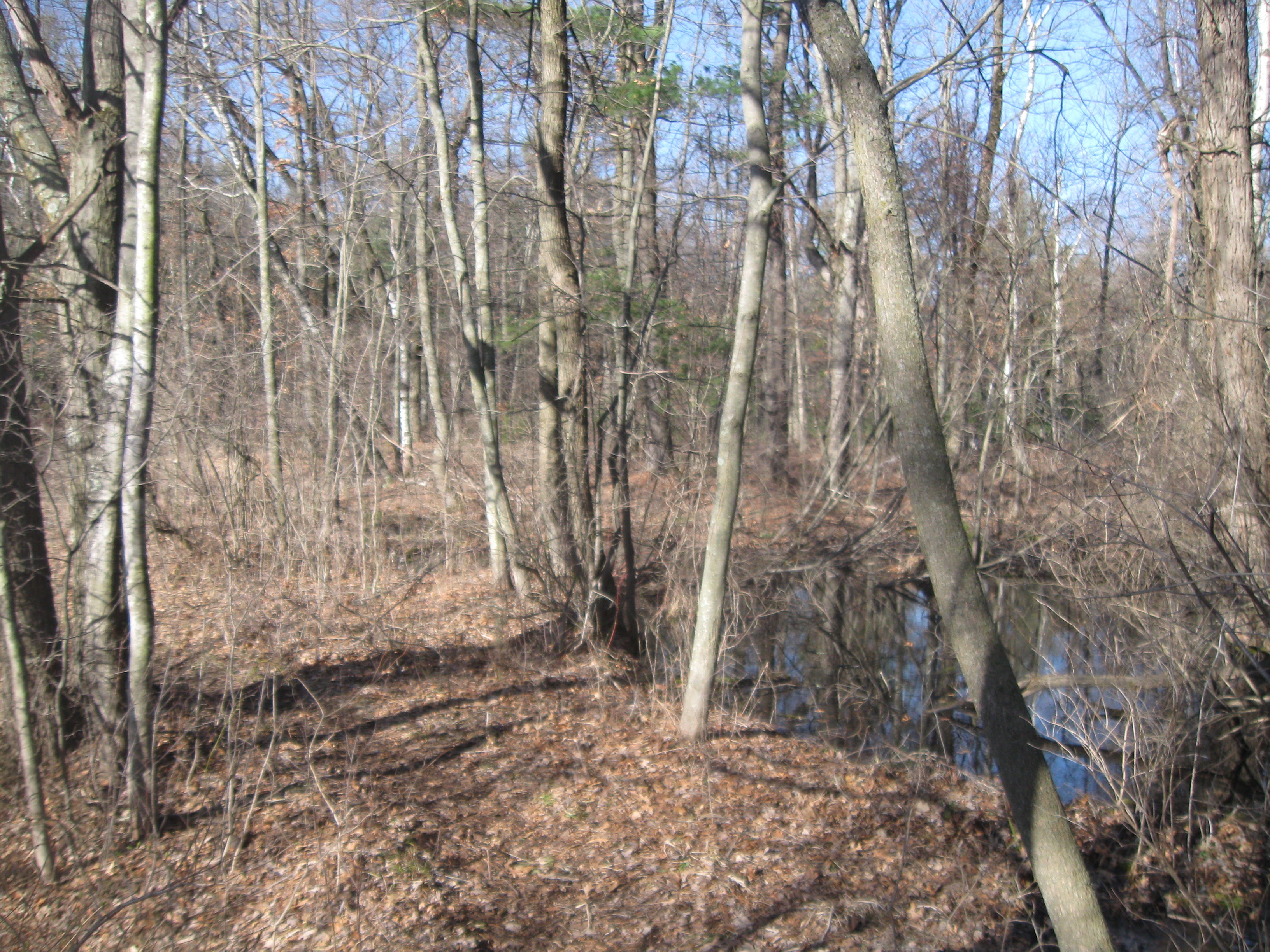 WANTED! OCONTO COUNTY FOREST LAND