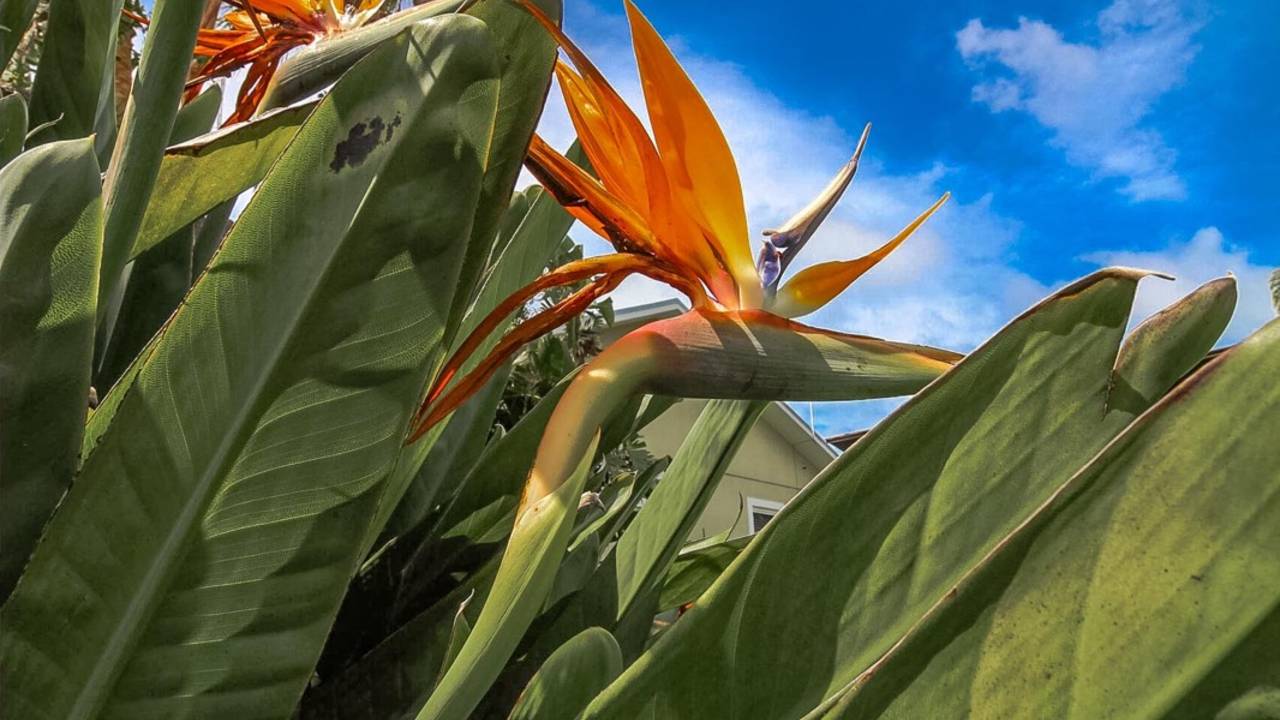 Bird_of_Paradise_in_Daytona_Beach_Tropical_Plants.jpg