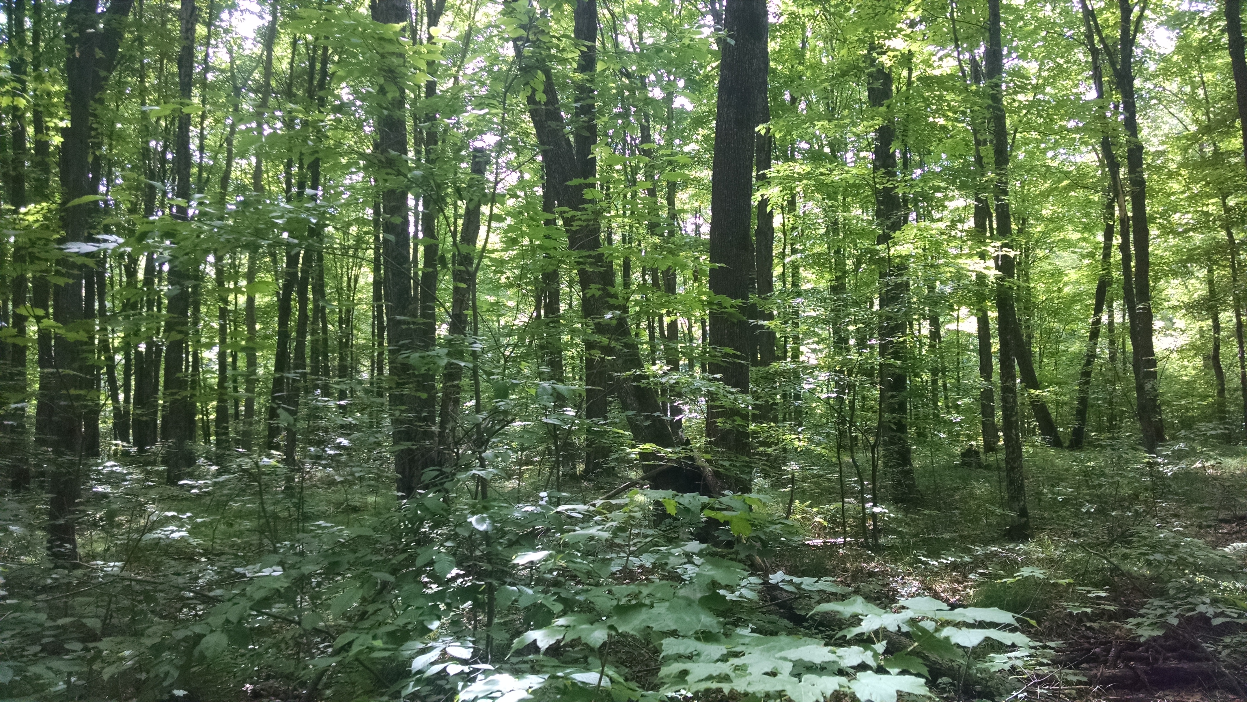 The Woodland Report Dunn County; Hunting, Timber, Inv