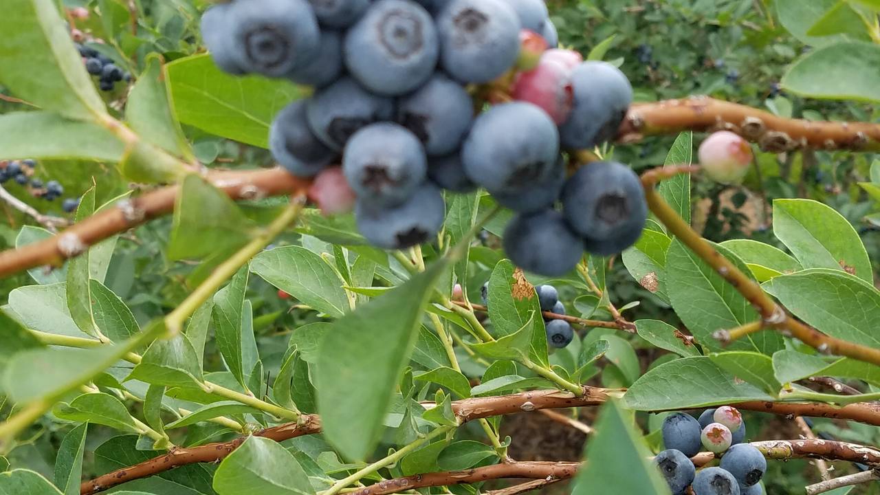 Picking blueberries in South Central Texas