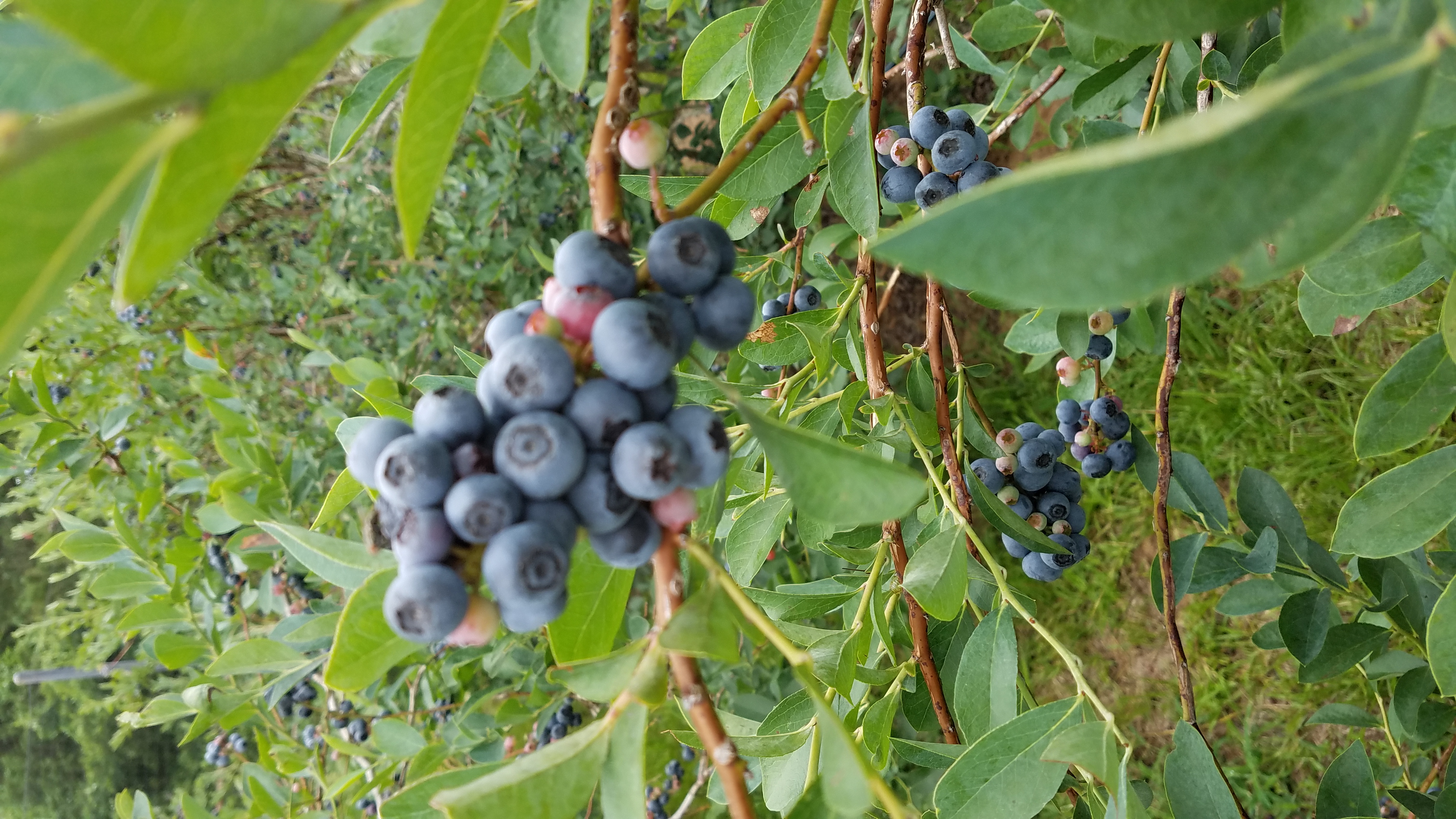 Picking blueberries in South Central Texas