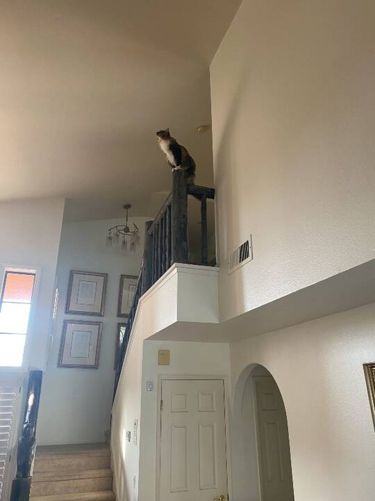 Cats_do_the_darndest_things.jpg