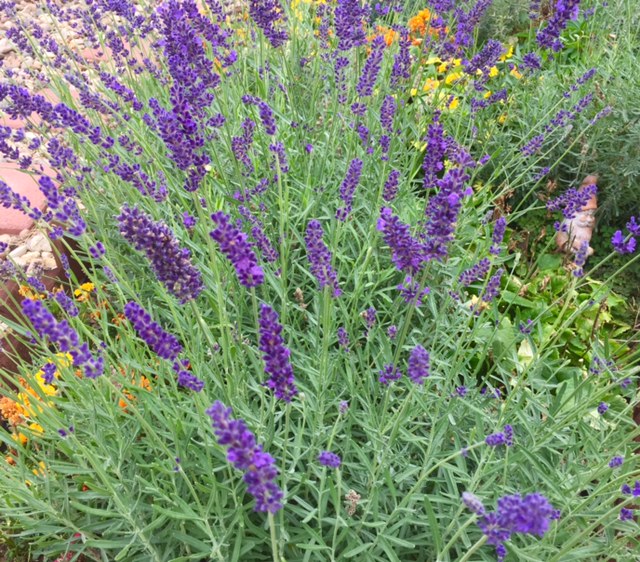 This is the Perfect Time to Harvest Lavender in Colorad