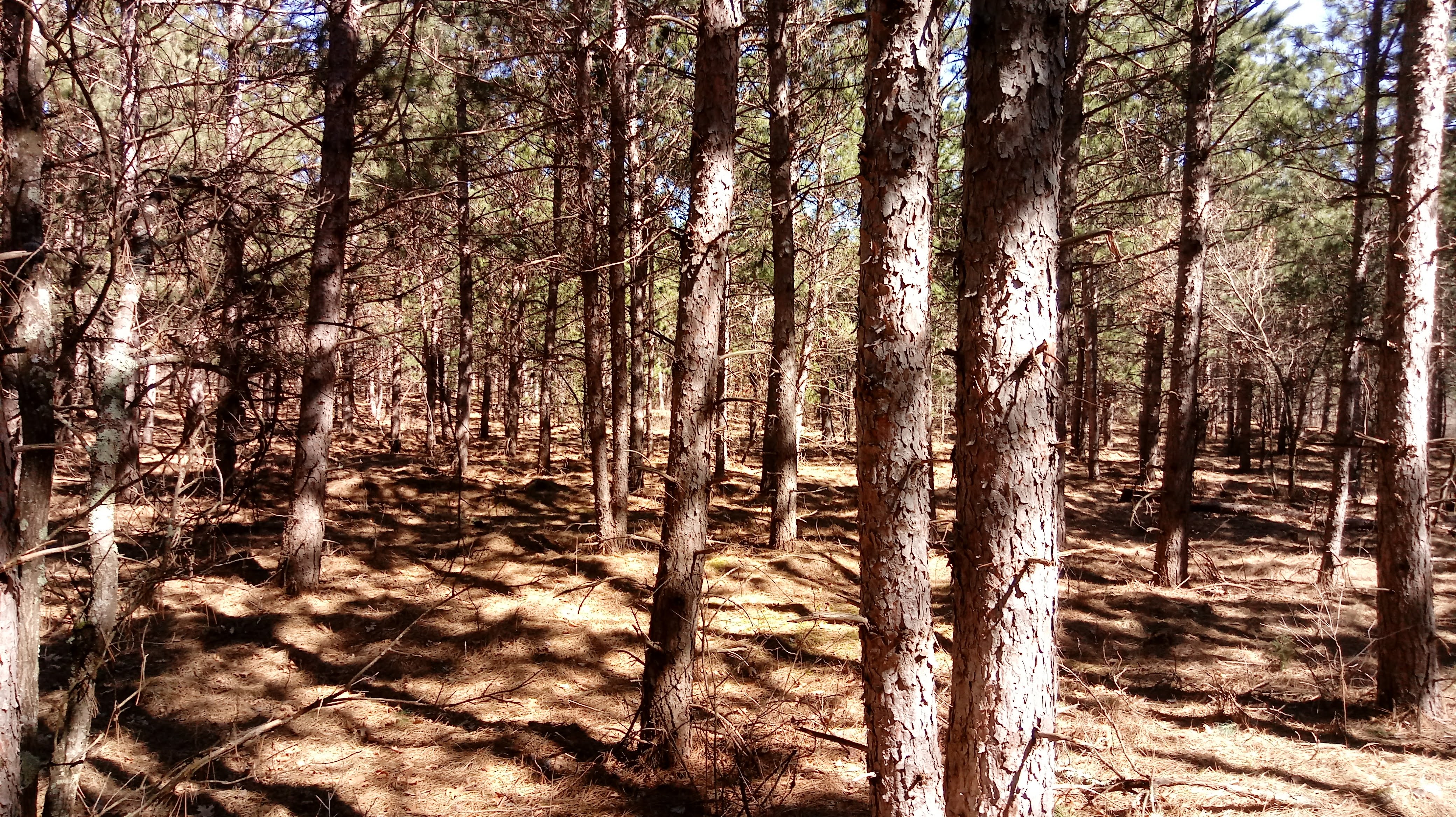 HUNTING & TIMBER LAND WANTED, EAU CLAIRE COUNTY FOREST