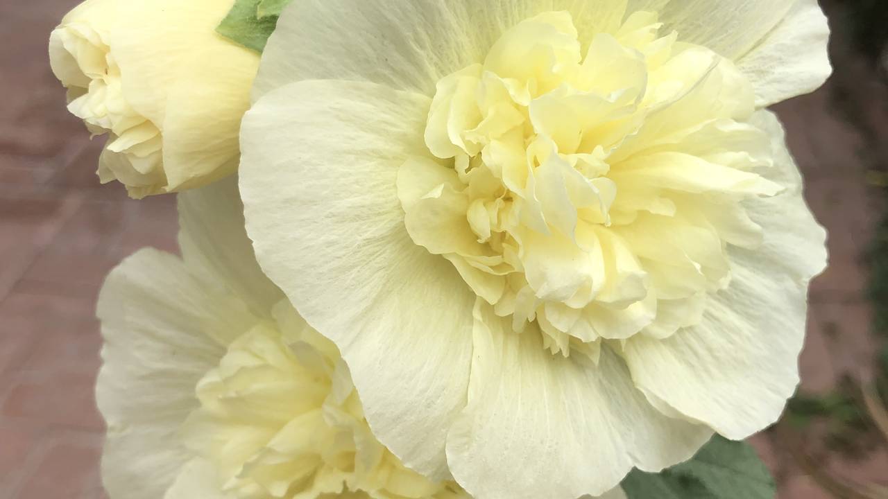 IMG_5350_-_Hollyhock_Close-up.png