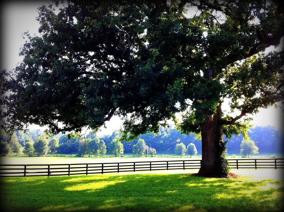 Ballantrae_Oak_LG.jpg