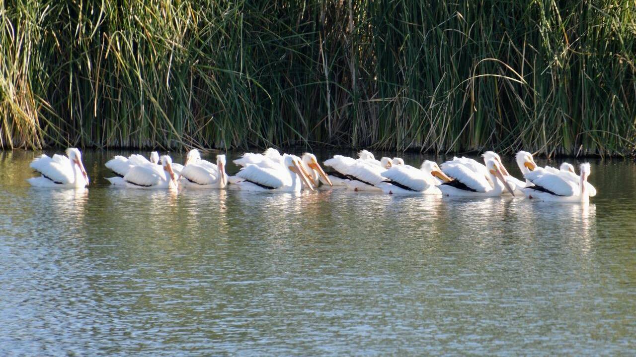 April_29_Pelicans.jpg