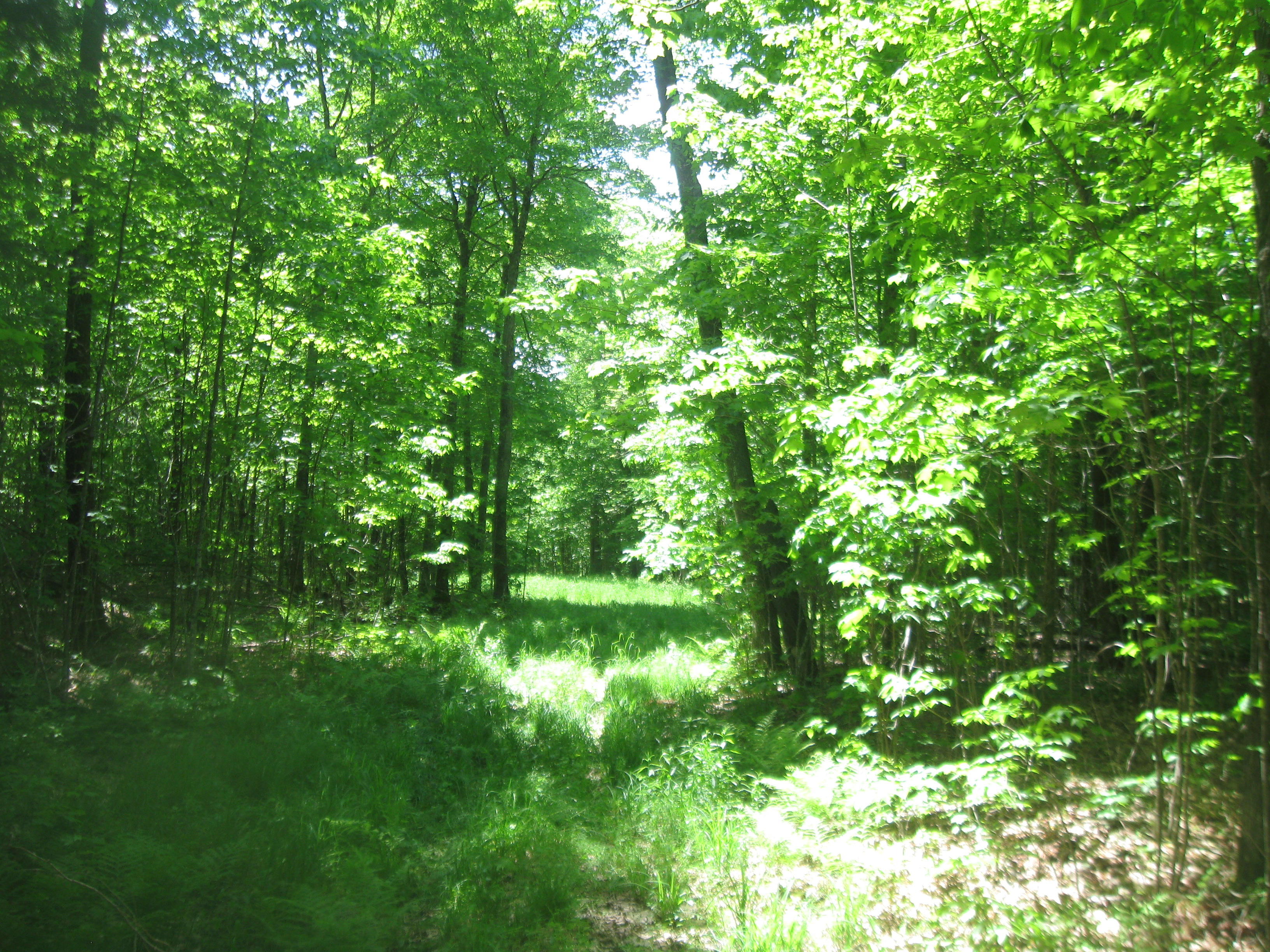 FOREST LAND WANTED AUGUST 2020! COUNTY HUNTIN