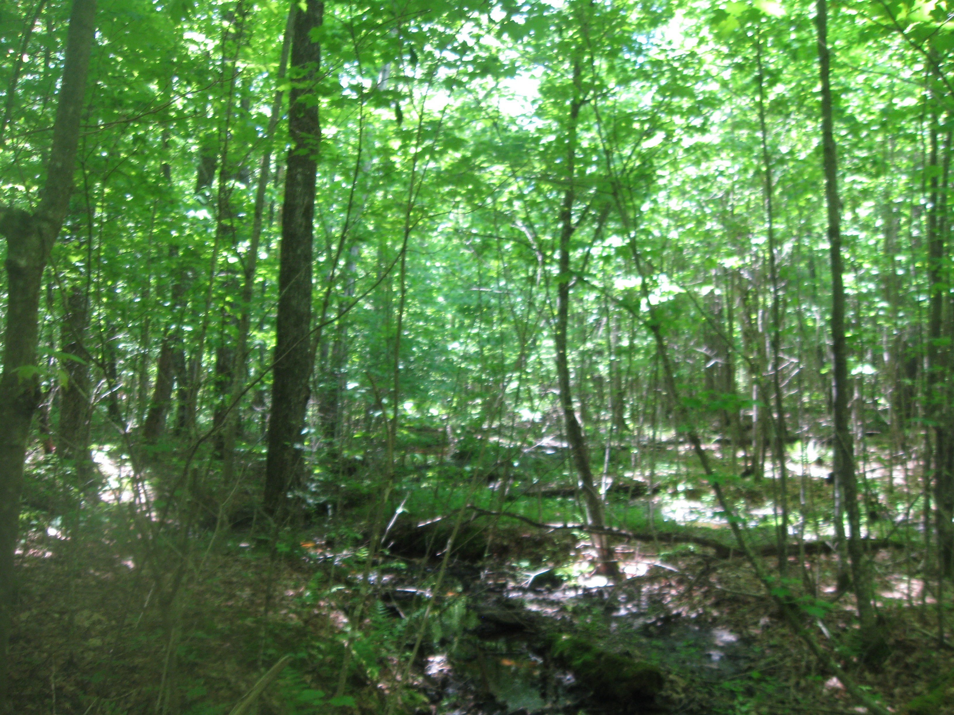 FOREST LAND WANTED AUGUST 2020! DUNN COUNTY HUNTING & T