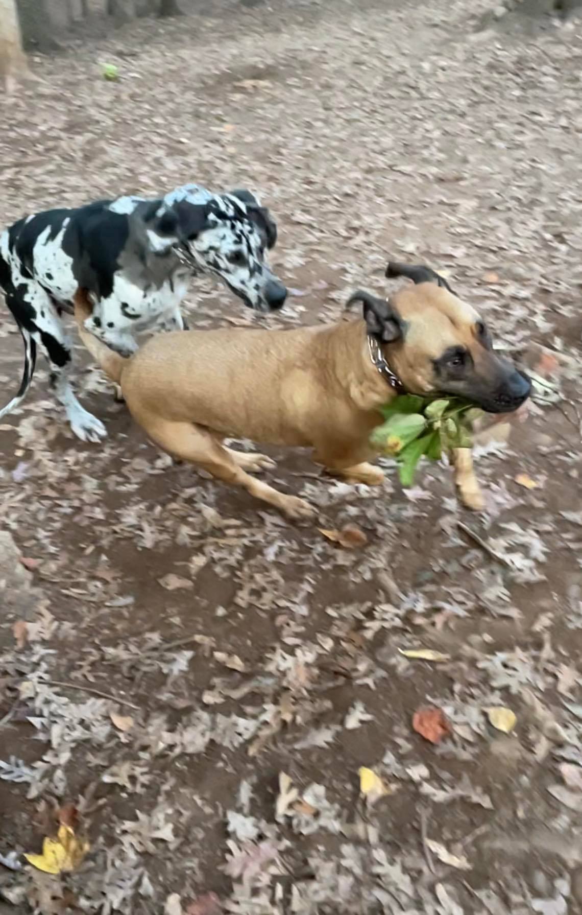 Dogs having fun!