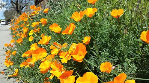 Golden_State_Golden_Poppies_Leonid_Kirshon_image.jpg