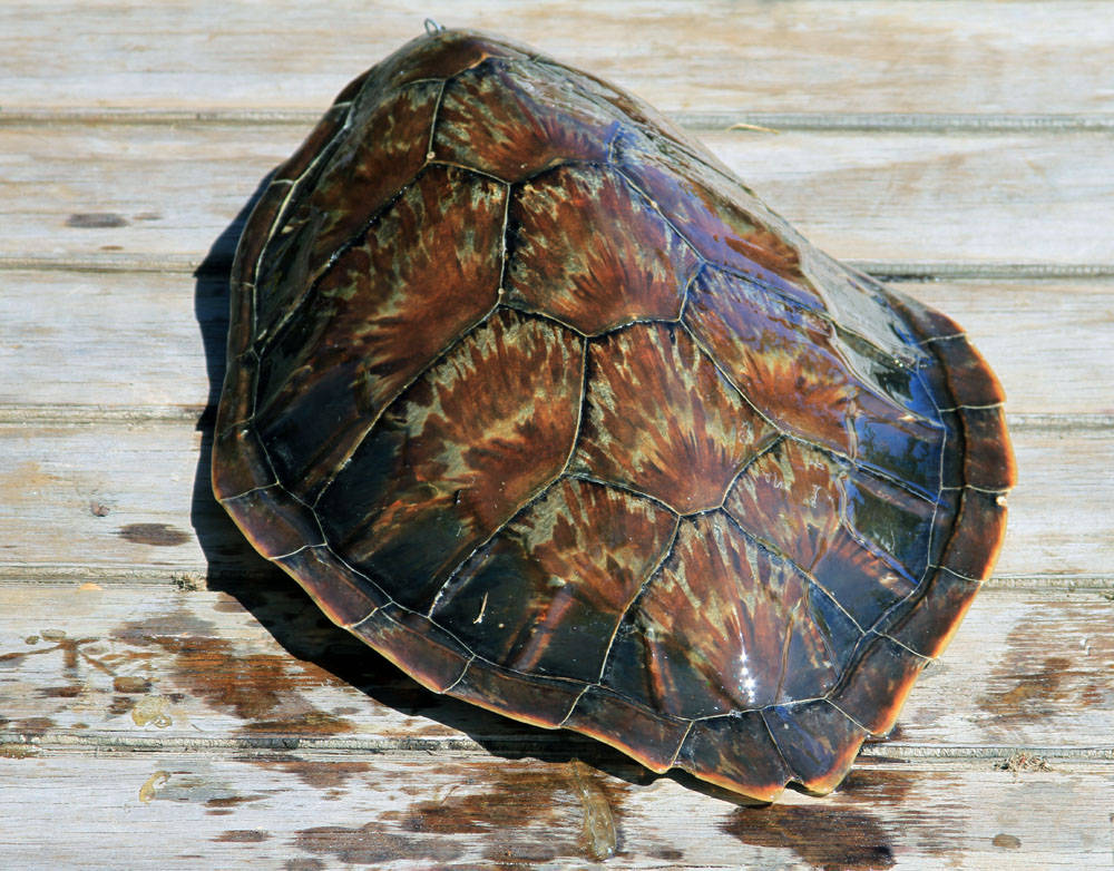 Turtle shell. Броня черепаха. Броня черепашка. Змеиношейная черепаха. Броня из черепашьего панциря.