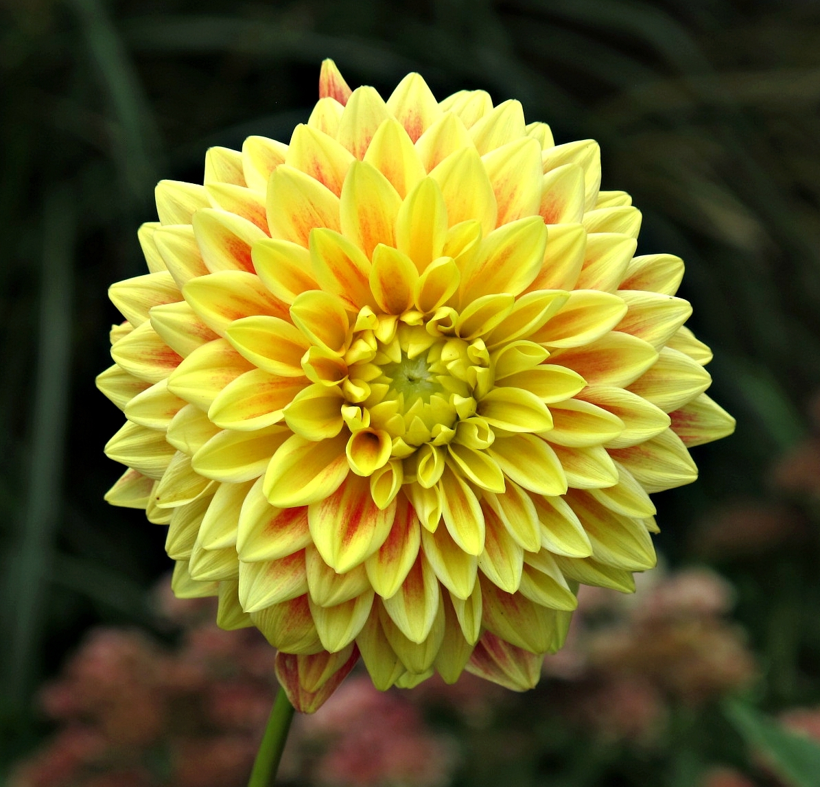 Dahlia merckii